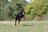 DOBERMANN 290